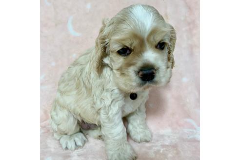 成約済の埼玉県のアメリカンコッカースパニエル-79325の2枚目